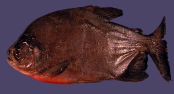 Media type: image; Ichthyology 159414